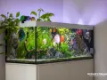Un acquario in salotto con pesci Discus colorati e piante rigogliose. Un'idea di benessere e natura in casa.