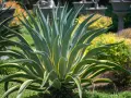 Agave variegata, una delle piante sempreverdi da vaso resistenti al freddo e al caldo, con foglie verdi e gialle che si aprono a stella.