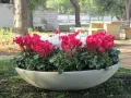 Grandi vasi in cemento fai da te con ciclamini rosa e bianchi, un tocco di colore in un'area picnic.