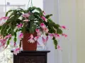 Un rigoglioso cactus di natale con foglie molli e cascate di fiori rosa e bianchi, appeso vicino a una finestra con tende leggere.