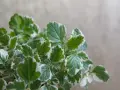 Foglie verdi e bianche di una pianta che fa parte delle 10 piante che allontanano le zanzare, creando un ambiente più sereno.