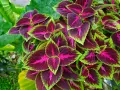 Foglie di coleus in casa, con venature fucsia e bordi verde lime, creano un vibrante tappeto vegetale.