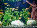 Un acquario in casa moderna, con pesci rossi che nuotano tra piante verdi e rocce.