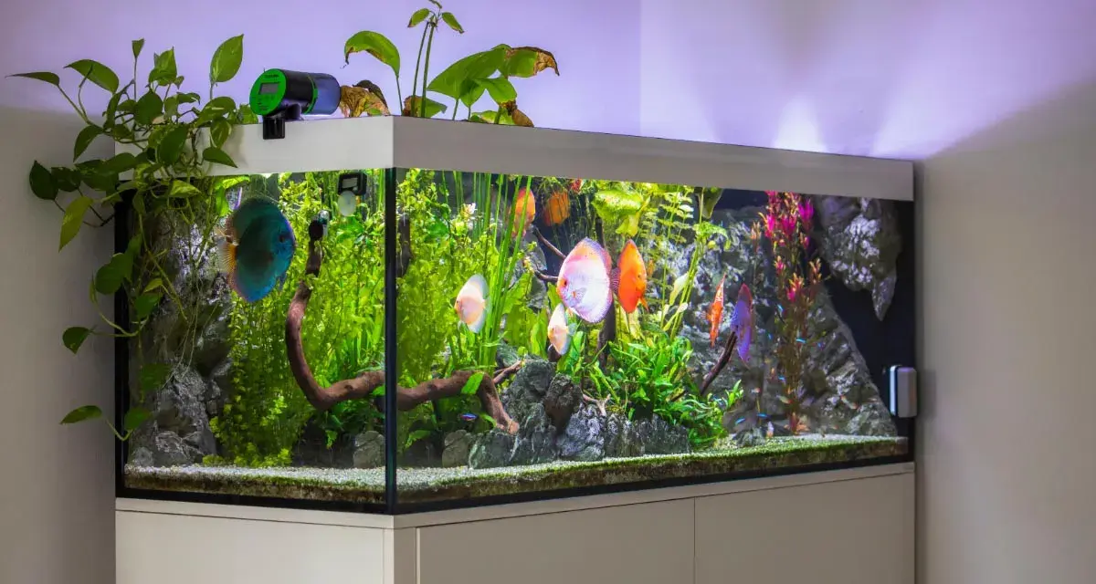 Un acquario in salotto con pesci Discus colorati e piante rigogliose. Un'idea di benessere e natura in casa.