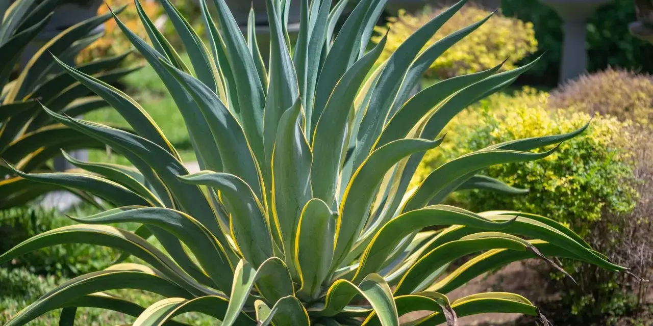 Agave variegata, una delle piante sempreverdi da vaso resistenti al freddo e al caldo, con foglie verdi e gialle che si aprono a stella.