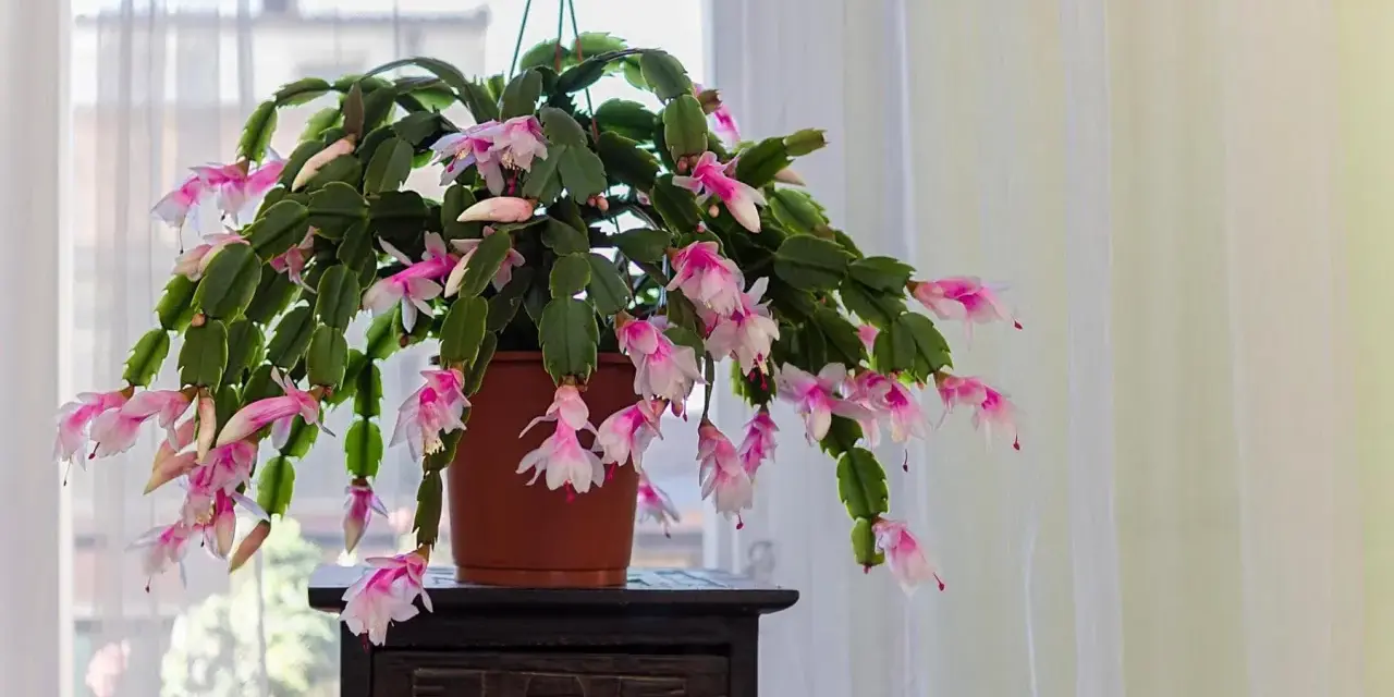 Un rigoglioso cactus di natale con foglie molli e cascate di fiori rosa e bianchi, appeso vicino a una finestra con tende leggere.