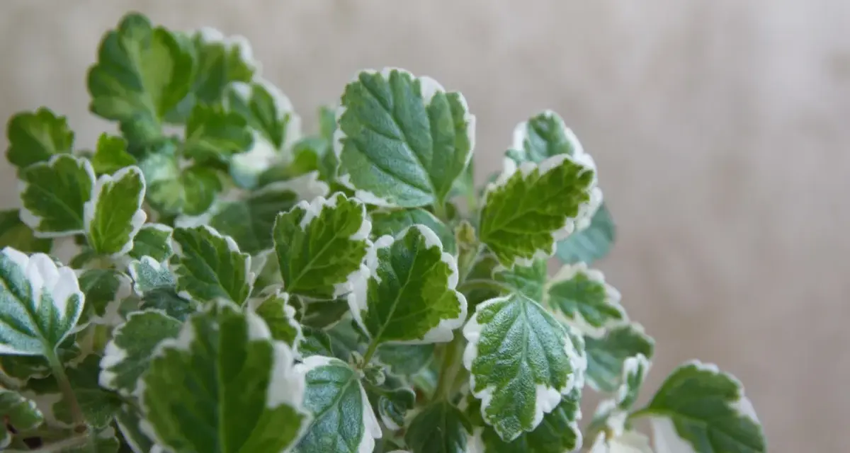 Foglie verdi e bianche di una pianta che fa parte delle 10 piante che allontanano le zanzare, creando un ambiente più sereno.