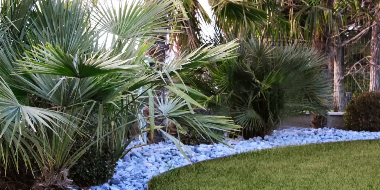 Giardino tropicale con palme rigogliose, ghiaia azzurra e prato verde. Belle idee giardino con palme per un'oasi di pace.