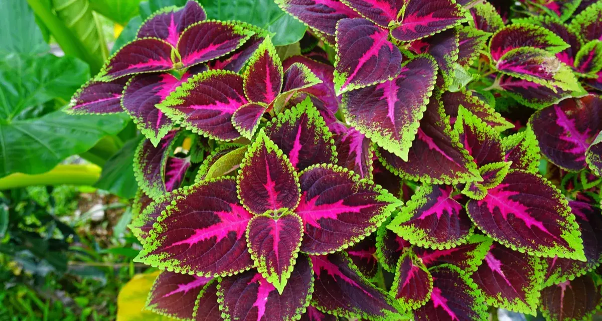 Foglie di coleus in casa, con venature fucsia e bordi verde lime, creano un vibrante tappeto vegetale.