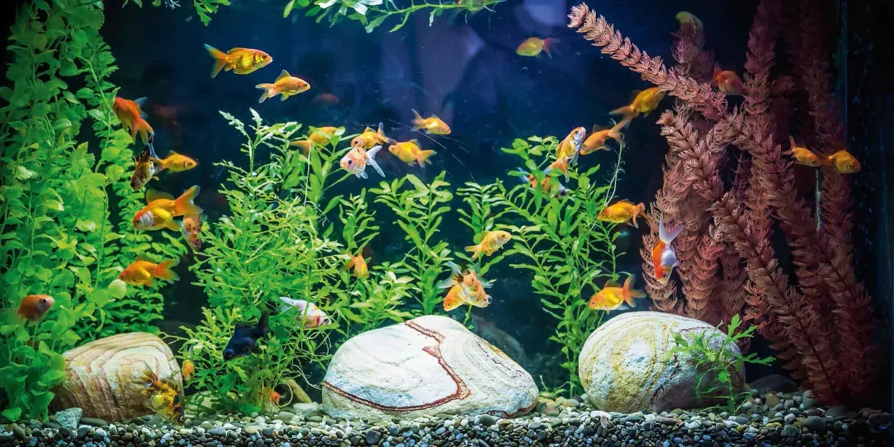Un acquario in casa moderna, con pesci rossi che nuotano tra piante verdi e rocce.