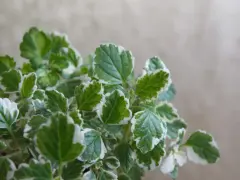 Foglie verdi e bianche di una pianta che fa parte delle 10 piante che allontanano le zanzare, creando un ambiente più sereno.