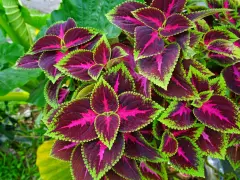 Foglie di coleus in casa, con venature fucsia e bordi verde lime, creano un vibrante tappeto vegetale.