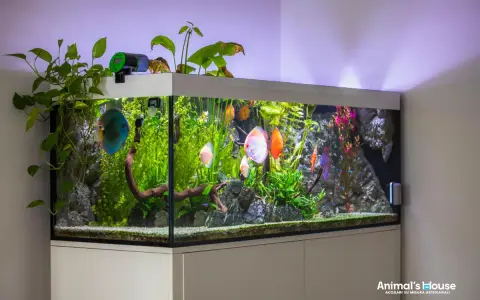 Un acquario in salotto con pesci Discus colorati e piante rigogliose. Un'idea di benessere e natura in casa.