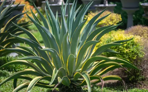 Agave variegata, una delle piante sempreverdi da vaso resistenti al freddo e al caldo, con foglie verdi e gialle che si aprono a stella.