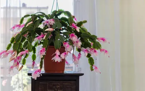 Un rigoglioso cactus di natale con foglie molli e cascate di fiori rosa e bianchi, appeso vicino a una finestra con tende leggere.