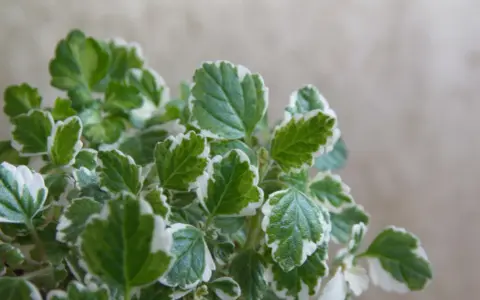 Foglie verdi e bianche di una pianta che fa parte delle 10 piante che allontanano le zanzare, creando un ambiente più sereno.