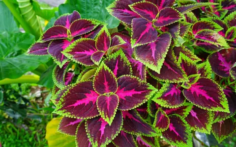 Foglie di coleus in casa, con venature fucsia e bordi verde lime, creano un vibrante tappeto vegetale.