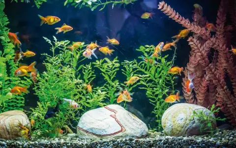 Un acquario in casa moderna, con pesci rossi che nuotano tra piante verdi e rocce.