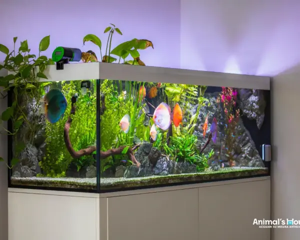 Un acquario in salotto con pesci Discus colorati e piante rigogliose. Un'idea di benessere e natura in casa.
