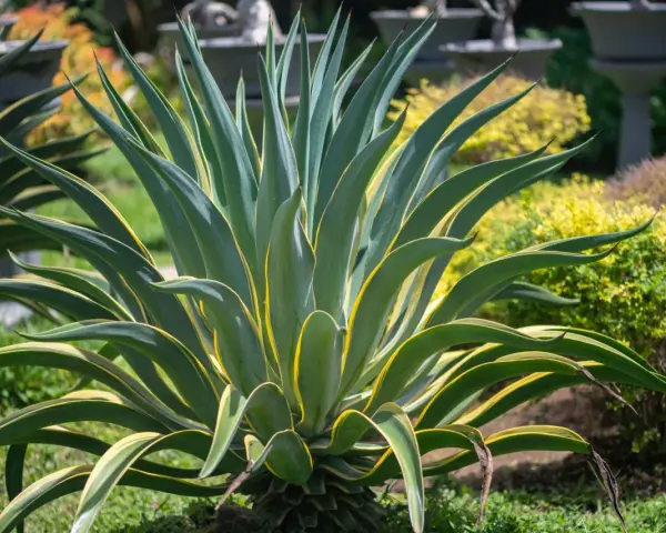 Agave variegata, una delle piante sempreverdi da vaso resistenti al freddo e al caldo, con foglie verdi e gialle che si aprono a stella.