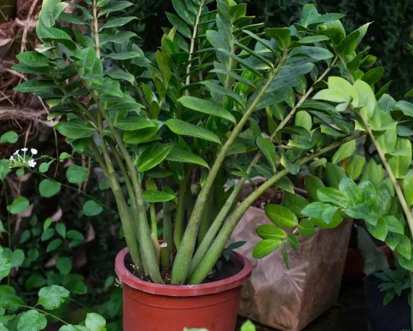 Zamioculcas in vaso rosso, rigoglioso e verde. La sua cura è semplice, ideale per chi ama le piante resistenti.
