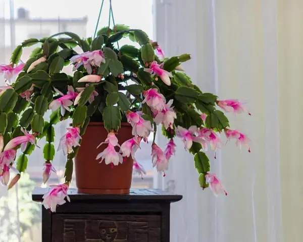Un rigoglioso cactus di natale con foglie molli e cascate di fiori rosa e bianchi, appeso vicino a una finestra con tende leggere.