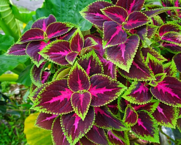Foglie di coleus in casa, con venature fucsia e bordi verde lime, creano un vibrante tappeto vegetale.