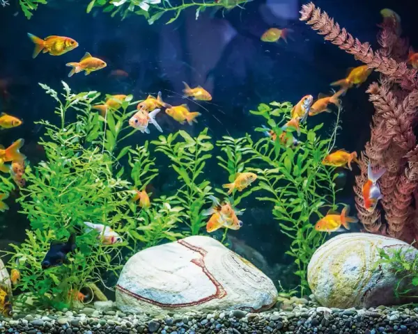Un acquario in casa moderna, con pesci rossi che nuotano tra piante verdi e rocce.
