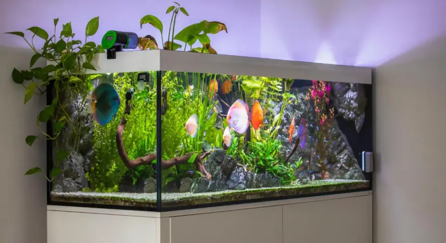 Un acquario in salotto con pesci Discus colorati e piante rigogliose. Un'idea di benessere e natura in casa.