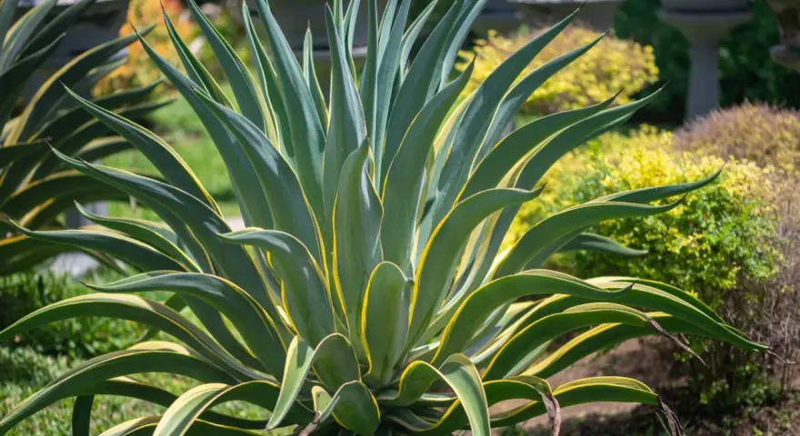 Agave variegata, una delle piante sempreverdi da vaso resistenti al freddo e al caldo, con foglie verdi e gialle che si aprono a stella.