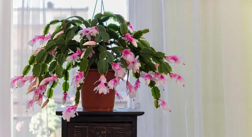 Un rigoglioso cactus di natale con foglie molli e cascate di fiori rosa e bianchi, appeso vicino a una finestra con tende leggere.