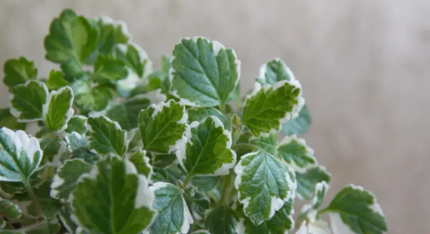 Foglie verdi e bianche di una pianta che fa parte delle 10 piante che allontanano le zanzare, creando un ambiente più sereno.