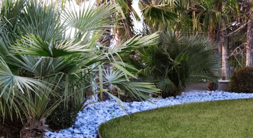 Giardino tropicale con palme rigogliose, ghiaia azzurra e prato verde. Belle idee giardino con palme per un'oasi di pace.