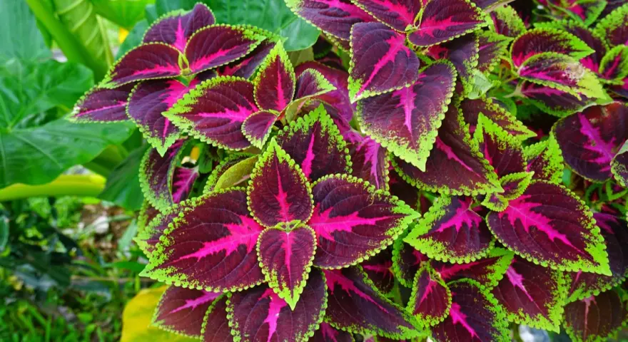 Foglie di coleus in casa, con venature fucsia e bordi verde lime, creano un vibrante tappeto vegetale.