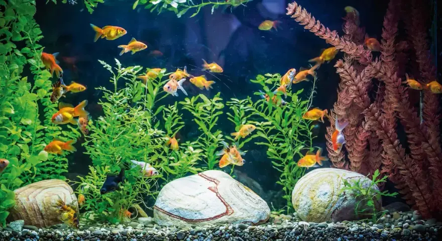 Un acquario in casa moderna, con pesci rossi che nuotano tra piante verdi e rocce.