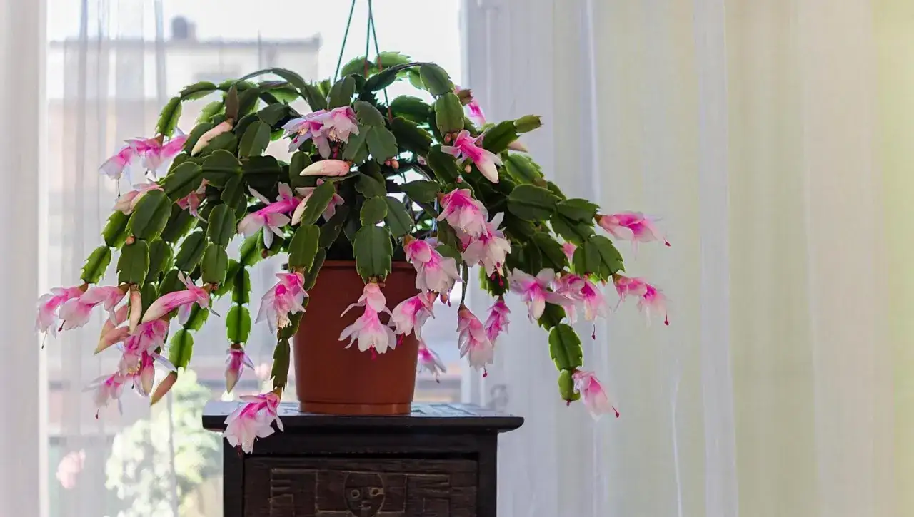 Un rigoglioso cactus di natale con foglie molli e cascate di fiori rosa e bianchi, appeso vicino a una finestra con tende leggere.