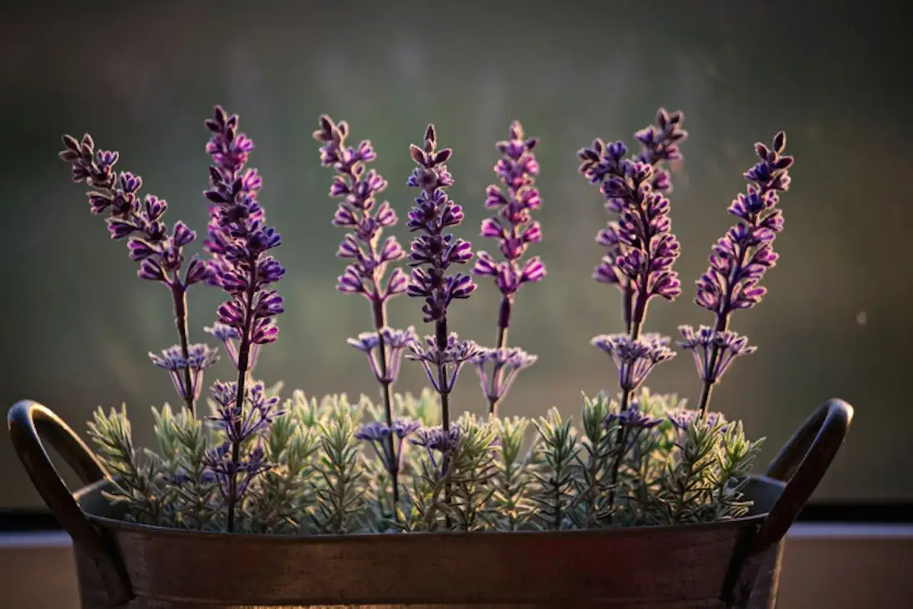 Fiori di lavanda in un vaso di metallo, tra le piante che allontanano le zanzare.