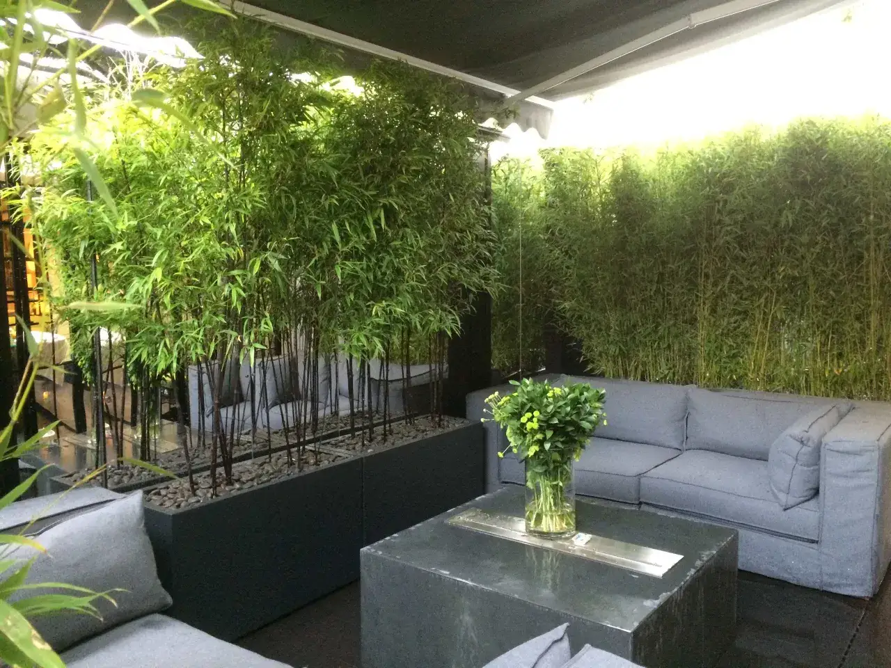 Un angolo relax con divani grigi, un tavolino e rigogliosi alberi da giardino di bambù che creano un'oasi verde.