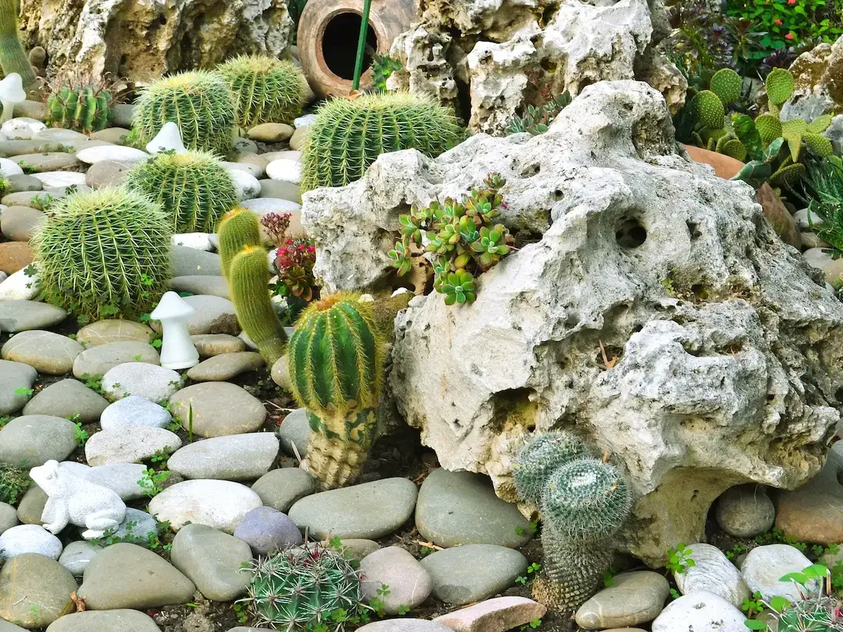Un'aiuola di piante grasse con cactus sferici e colonnari, rocce calcaree e ciottoli.