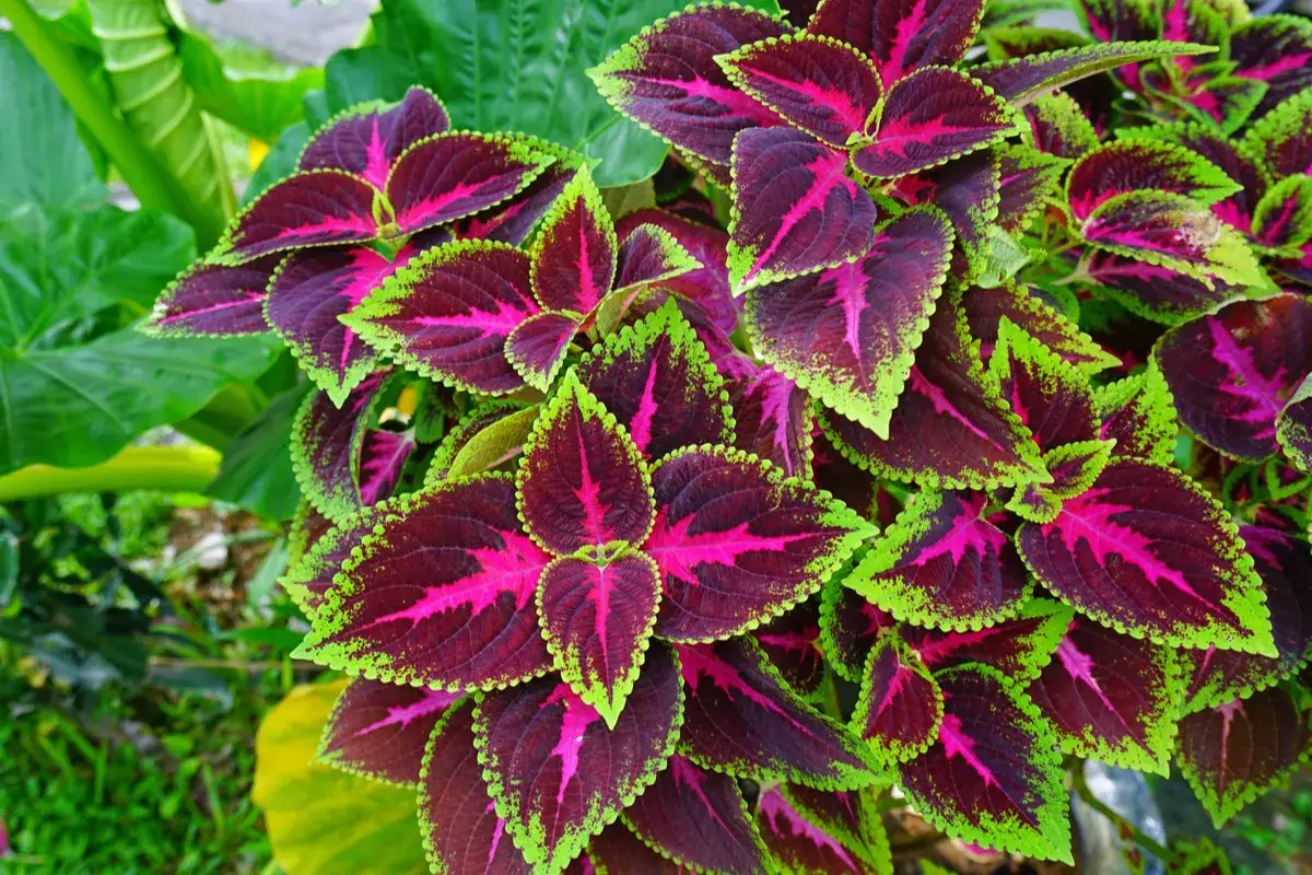 Foglie di coleus in casa, con venature fucsia e bordi verdi brillanti, creano un vivace angolo naturale.